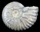 Acanthohoplites Ammonite Fossil - Caucasus, Russia #30099-1